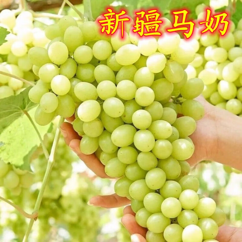 新疆马奶提子葡萄苗:无籽葡萄树苗:青无籽葡萄无籽青提苗盆栽地栽 6年