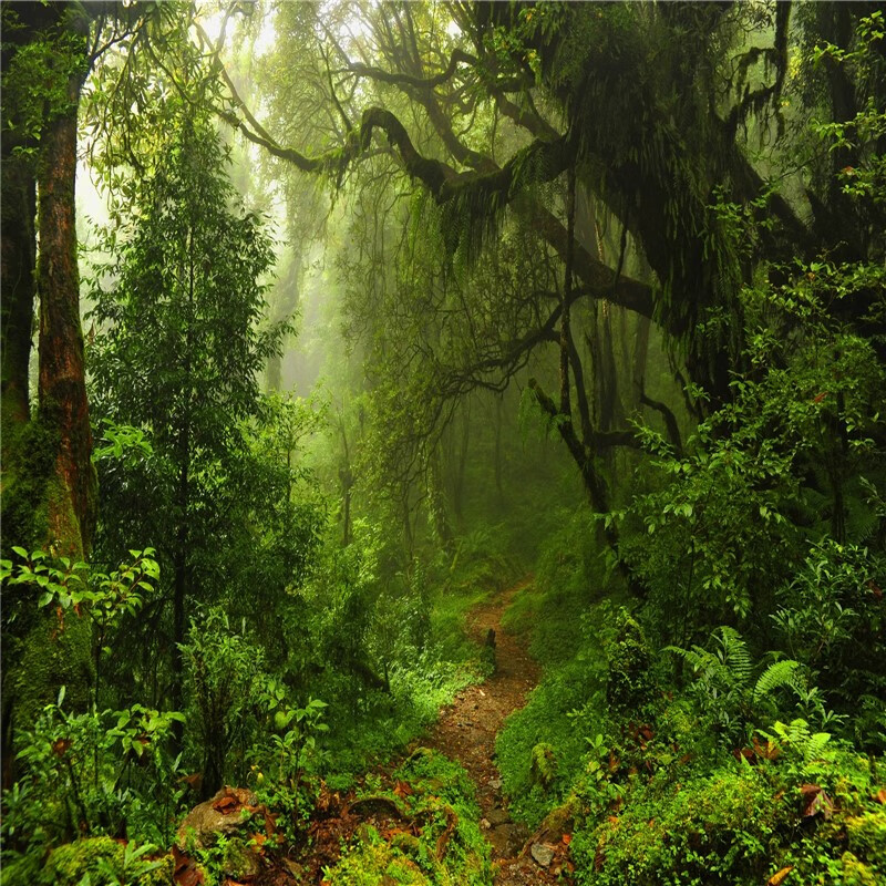 萌念客厅热带雨林画风景画墙贴大自然绿色森林壁画原始热带雨林丛林风