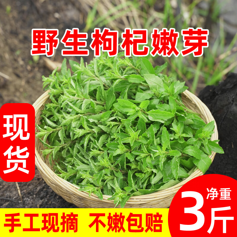 野生枸杞叶菜新鲜枸杞头嫩芽现发现摘养生蔬菜养目农家野菜 250g