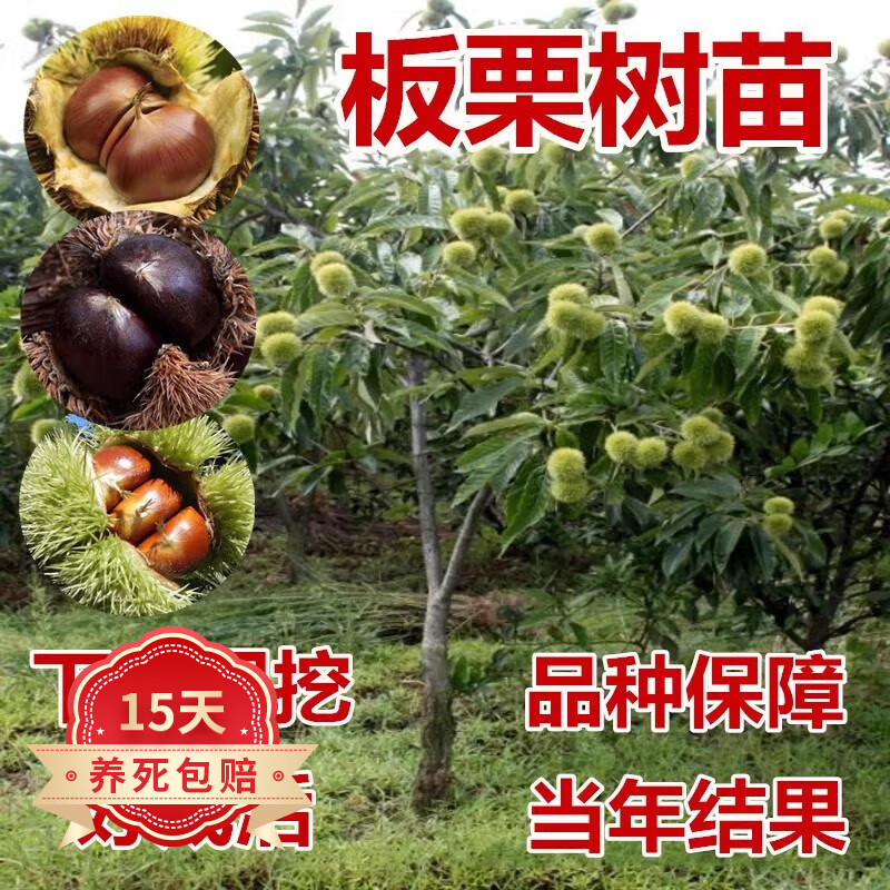 歐悟嫁接板栗樹苗果樹苗大紅袍油栗子苗庭院陽臺盆栽地栽南方北方種植 12公分板栗樹帶土球