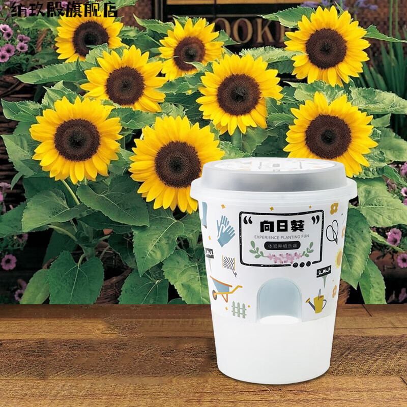 儿童小花农儿童种植盆栽迷你绿植物发芽生长观察罐头种子幼 矮向日葵