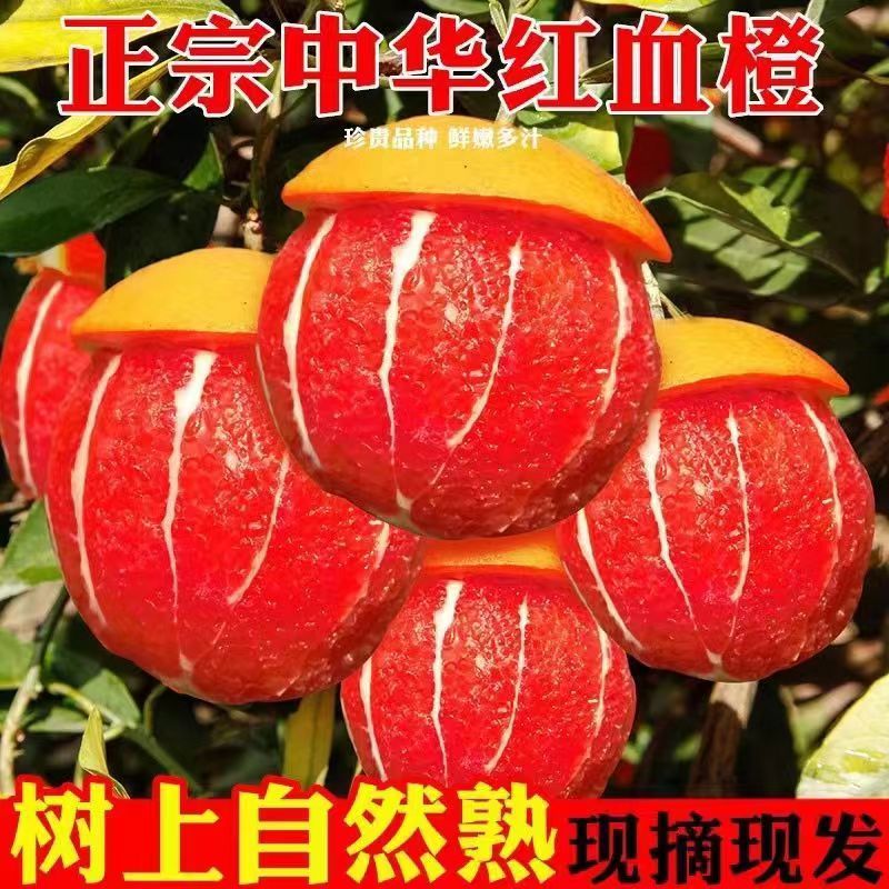 正宗中华红血橙新鲜水果 红心橙子新鲜孕妇水果红肉雪橙 9斤 65mm-70mm中果