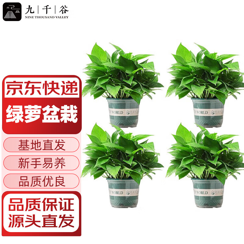 ��ǧ���������Ի��ܴ�Ҷ�������ȩ�ļ�������ˮ����4��Դͷֱ��