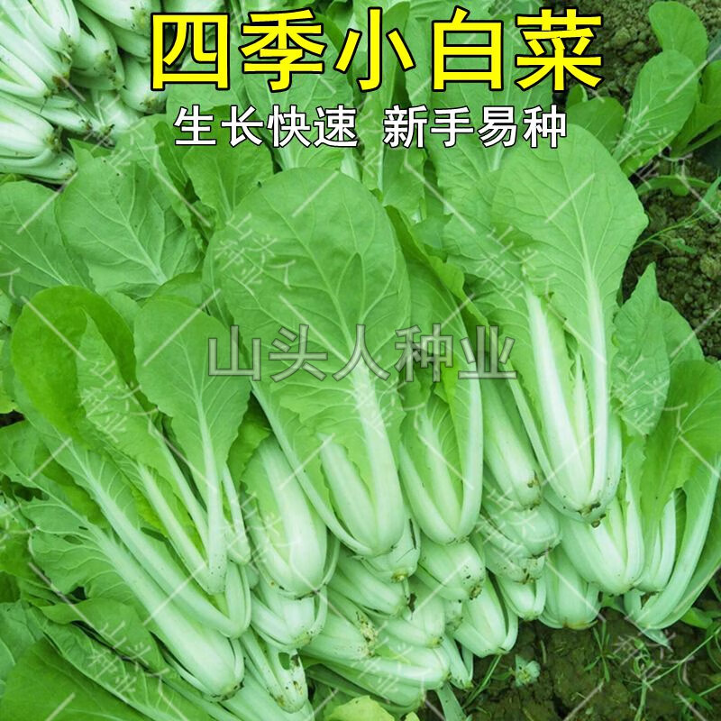 禾之润白帮小白菜种子四季播青菜种籽快菜籽农家庭院阳台盆栽蔬菜种孑