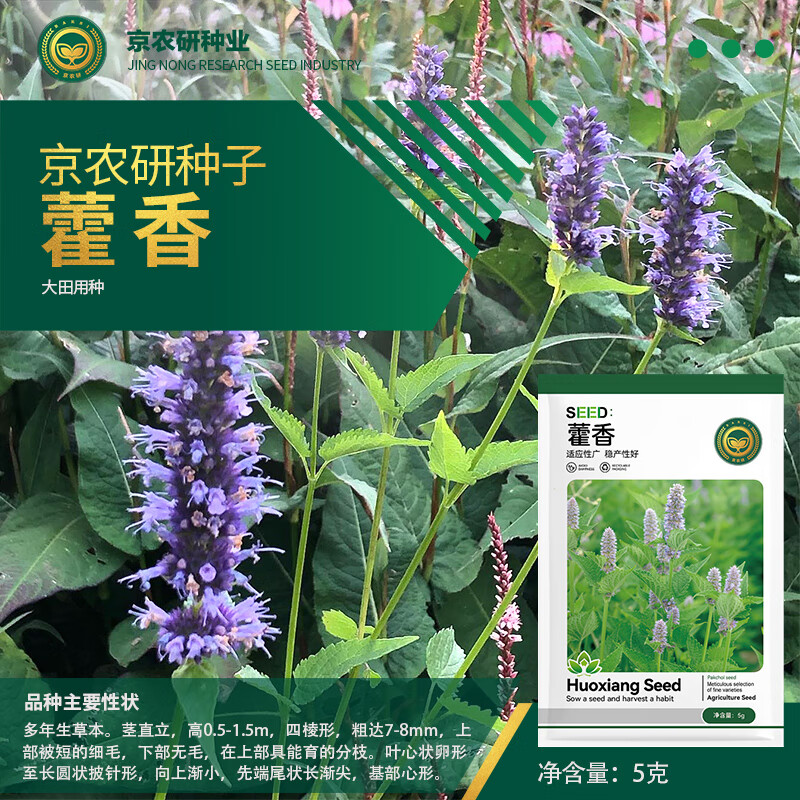 院蔬菜种子大叶香菜四季小葱鸡毛菜红苋菜芝麻菜空心菜种籽孑 藿香5克