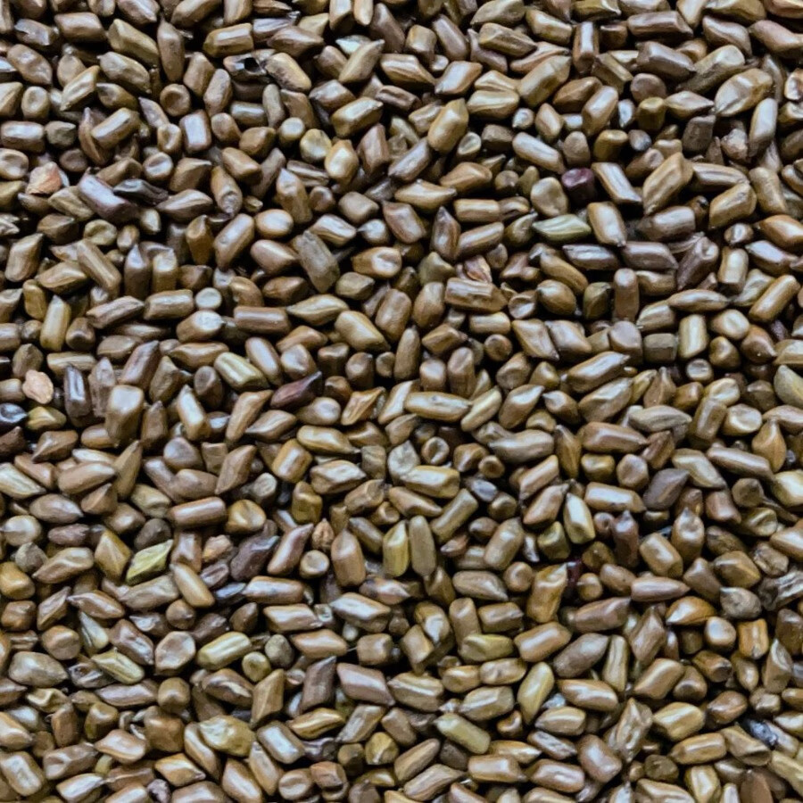 【厂家直发】决明子大儿童玩具沙填充物花茶熟决明子散装批 熟决明子(茶用500克