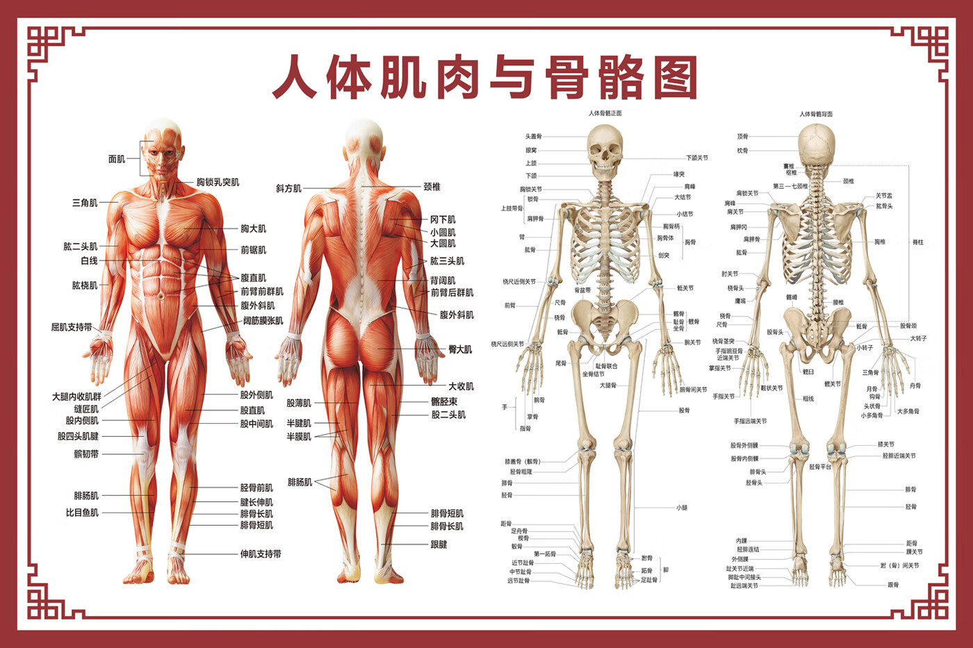 图挂图器官内脏结构图海报脊柱图解肌肉分布解剖图挂 人体肌肉 骨胳图