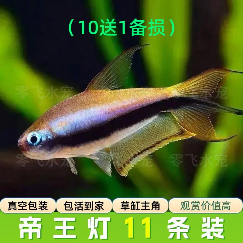 活体宠物帝王灯皇室青魔鬼灯蓝带灯鱼彩虹魔鬼红眼蓝彩活体草缸热带