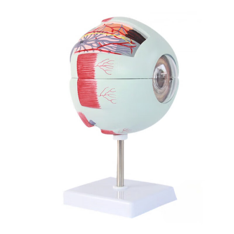 医用人体眼球解剖模型 眼睛模型 眼科眼球放大模型 眼睛结构模型