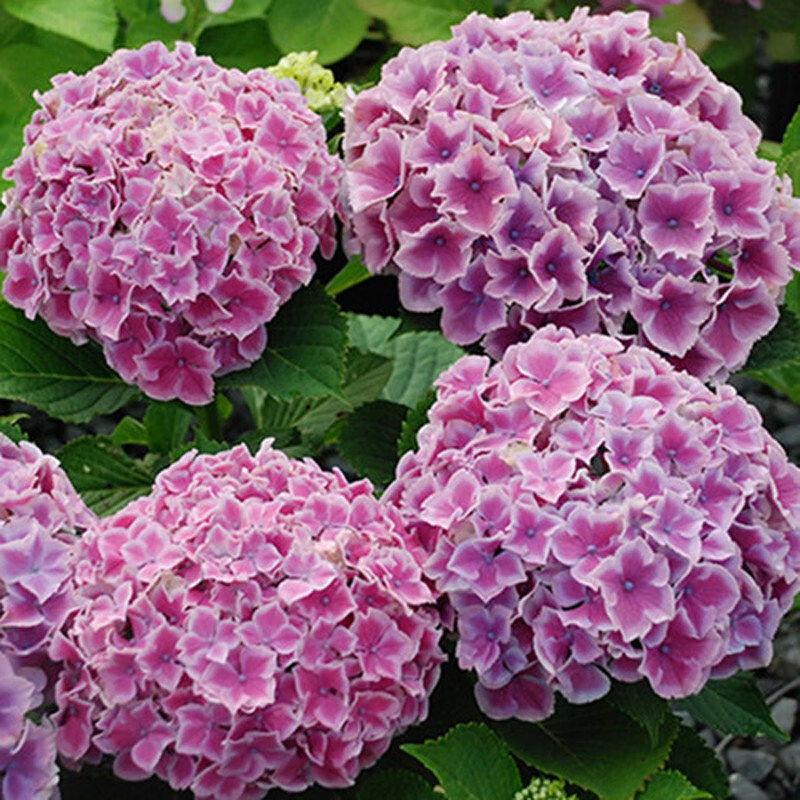 采缇绣球花盆栽 魔幻小丑绣球大花花边白色庭院阳台勤花四季绿植物