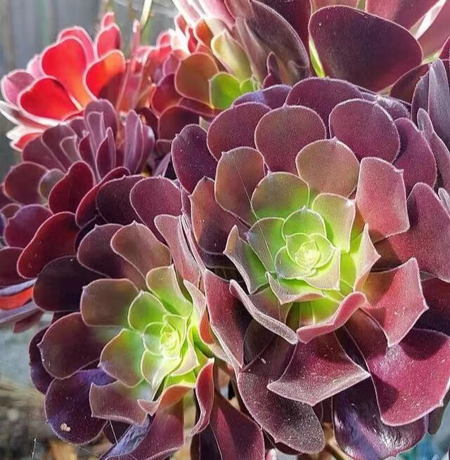 采缇(caiti)好看的多肉植物 荷兰圆叶玫瑰法师老桩 多头群生多肉植物