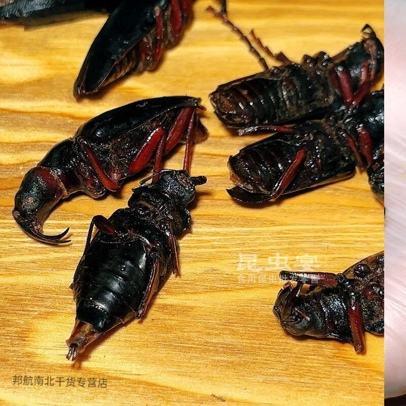 食芳溢公山水牛食用昆虫山牛牛虫烧烤美味山山牛水牛子通货公牛新鲜