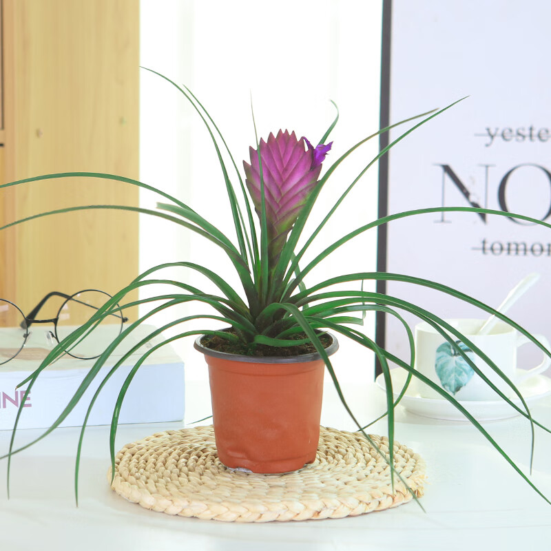 铁兰盆景紫花凤梨盆栽铁扇公主花卉绿植室内净化空气好养客厅好养