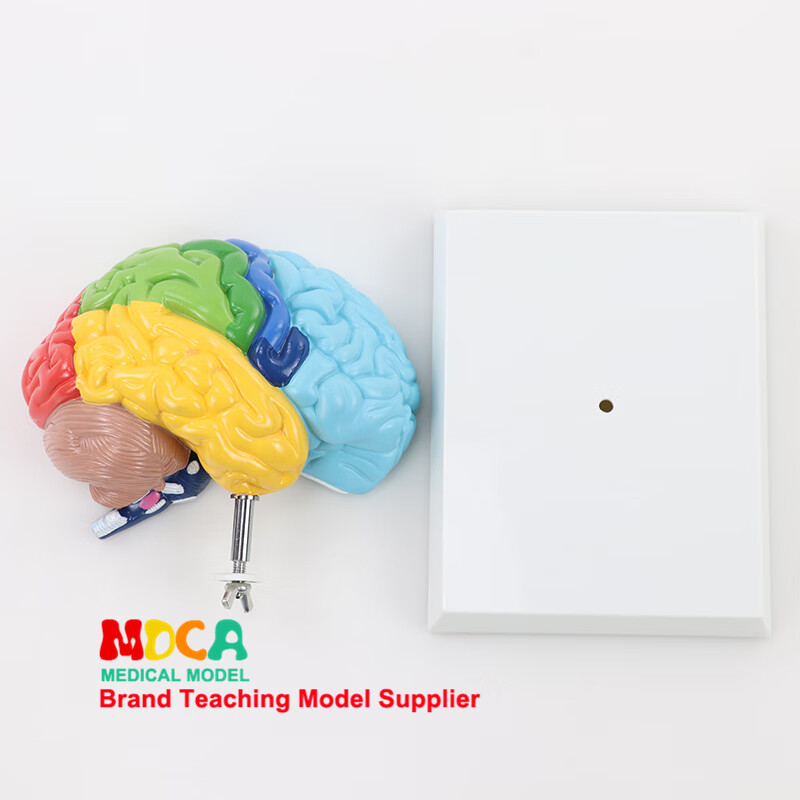 大脑解剖模型人体右半脑功能区人脑神经脑干结构分区医学教学用具 右