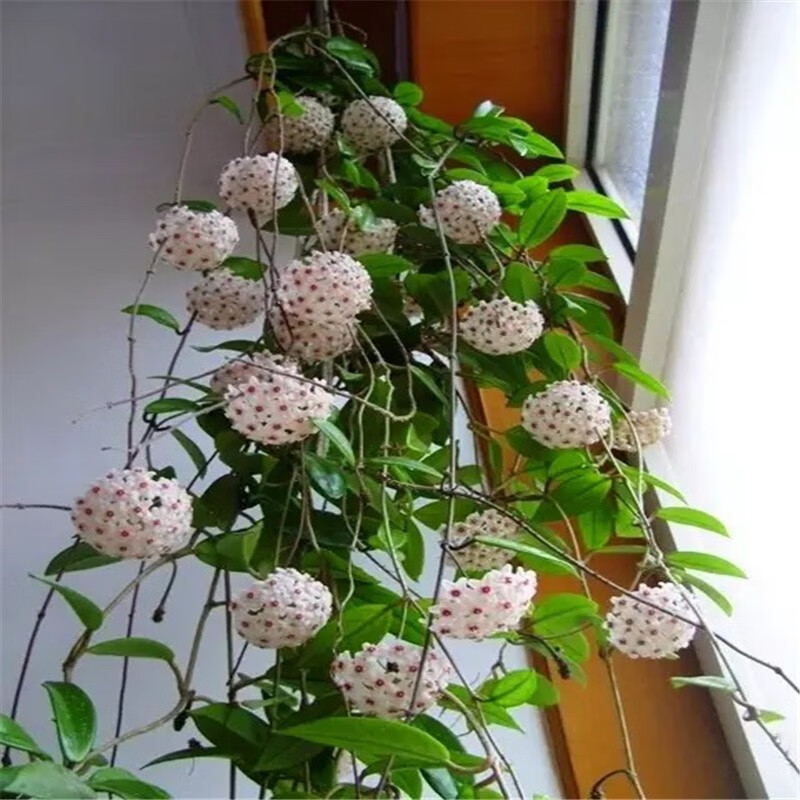 花郡城球兰室内外爬藤吊兰盆栽绿叶花心球兰苗垂吊攀援花卉观赏 球兰