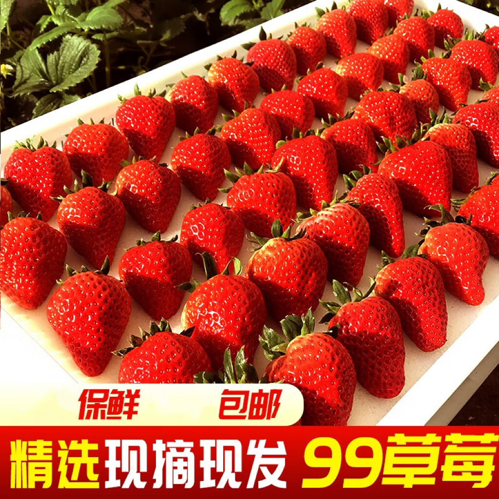 鲜姿丹东99红颜奶油草莓新鲜水果现摘九九牛大草莓礼盒装应季水果 3斤 （单果15-20g）净重2.8斤