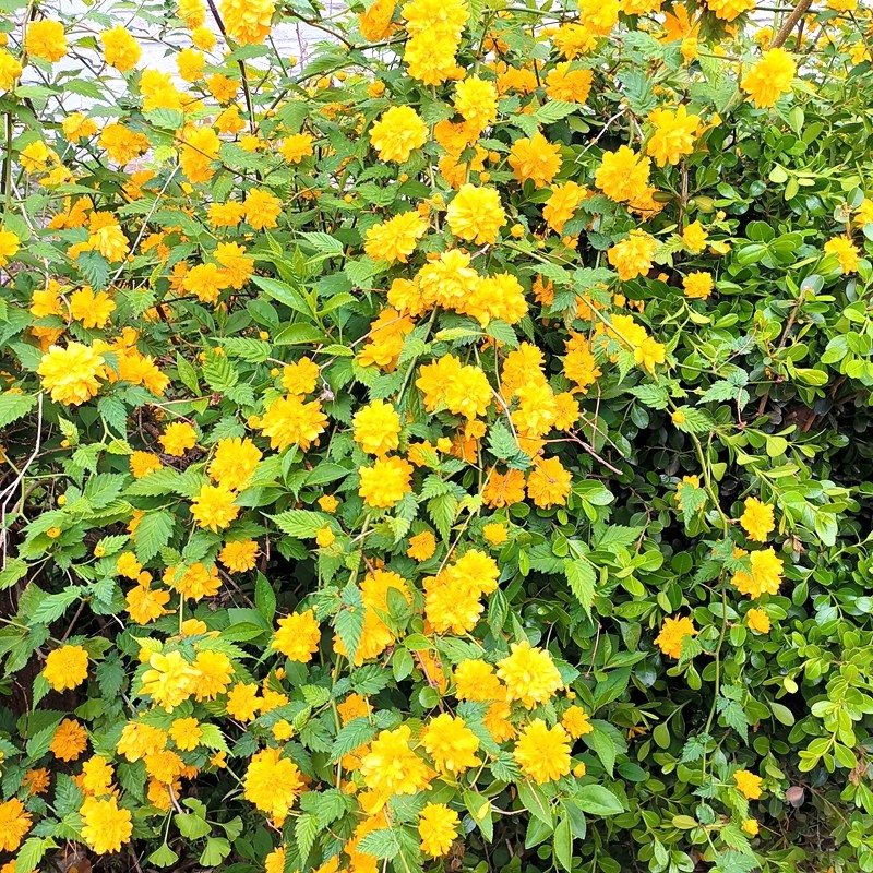 十家香棣棠苗爬藤攀缘植物重瓣棣棠花苗耐寒花卉可庭院四季种植苗 2年