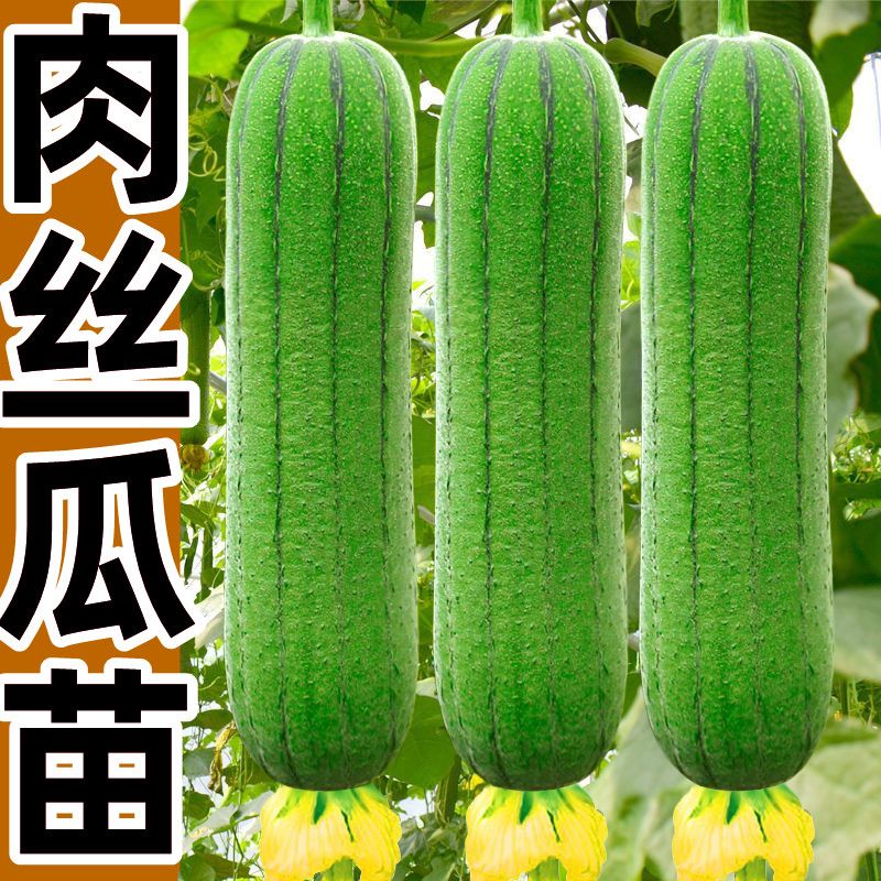 禾之润丝瓜秧苗丝瓜苗蔬菜苗四季春季长香丝瓜棱丝瓜种幼苗种子大宋