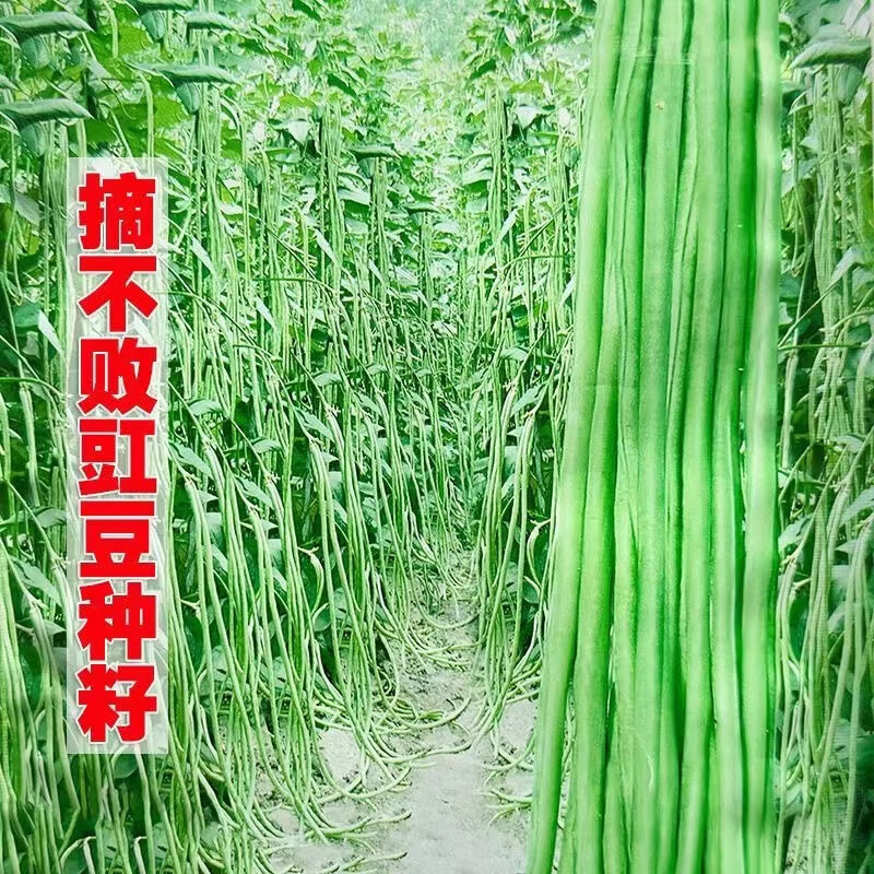 摘不敗豆角種子特長(zhǎng)豇豆壓塌架小五葉春夏秋四季陽(yáng)臺(tái)蔬菜種籽孑苗 摘不敗豇豆種子【500克】1斤裝