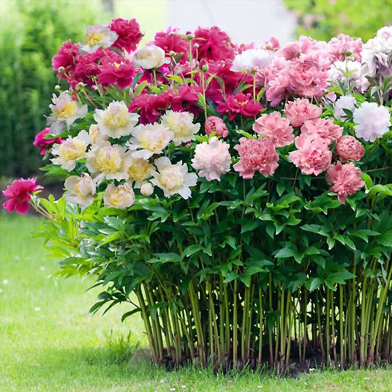 春枝韵芍药花苗重瓣带芽芍药花根庭院阳台盆栽地栽多年生耐寒植物牡丹