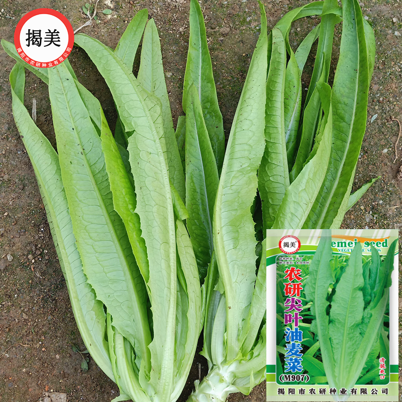 揭美尖叶油麦菜种子 香甜脆嫩油麦菜 莴笋叶菜种子 阳台农业蔬菜种子