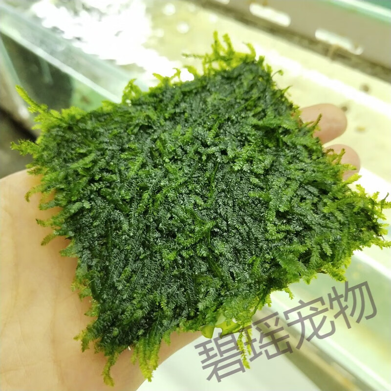 莫斯水草鱼缸沉木造景大三角怪厥松茸垂泪珊瑚美凤水晶鹿角苔火焰 大
