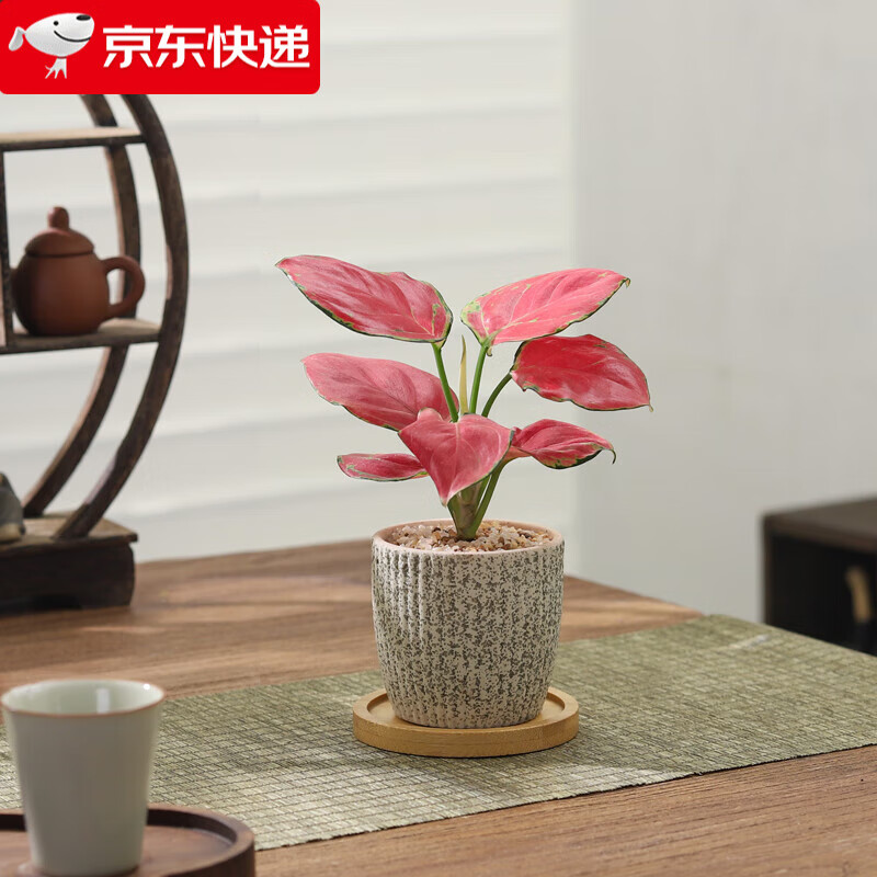 ���ڲ�������ѿ �������� ���㼪����-�ǻս�����-����� ���մ����Ժ�