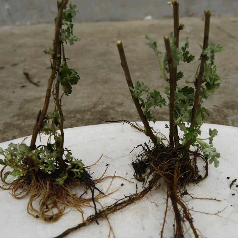 荣郁 野菊花苗盆栽野生老根老兜山菊花庭院阳台开花植物 2株 不含盆