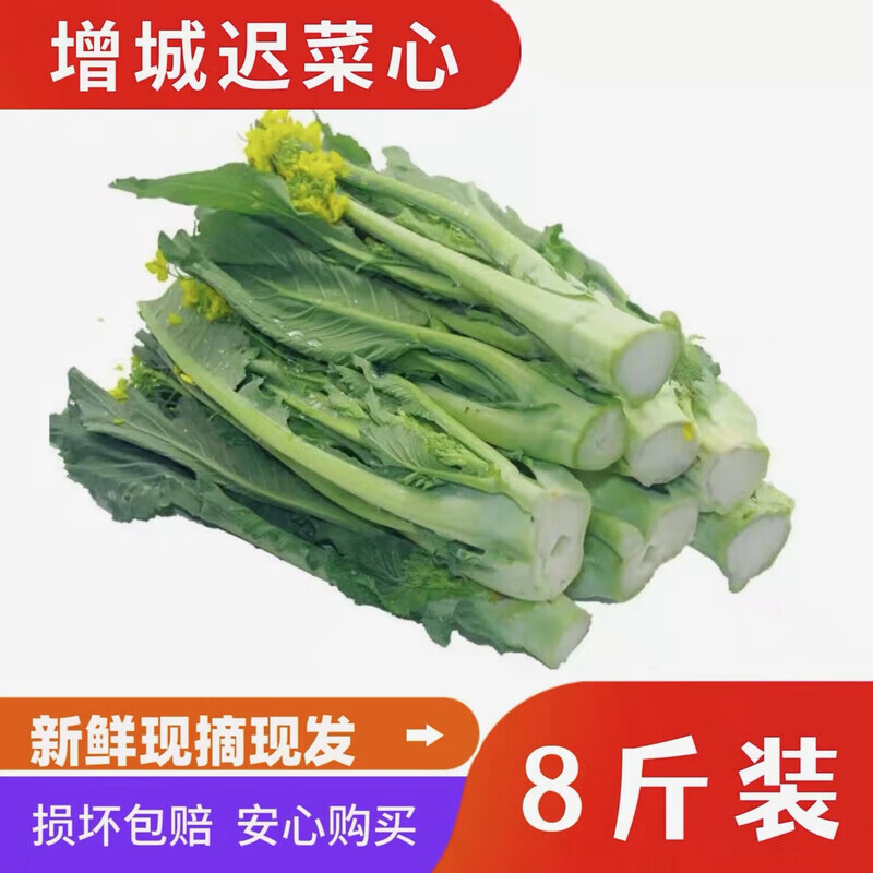 广东增城迟菜心新鲜现摘广东特产小楼高脚菜心整箱当季时令蔬菜 普通精选8斤礼箱（约45公分长）