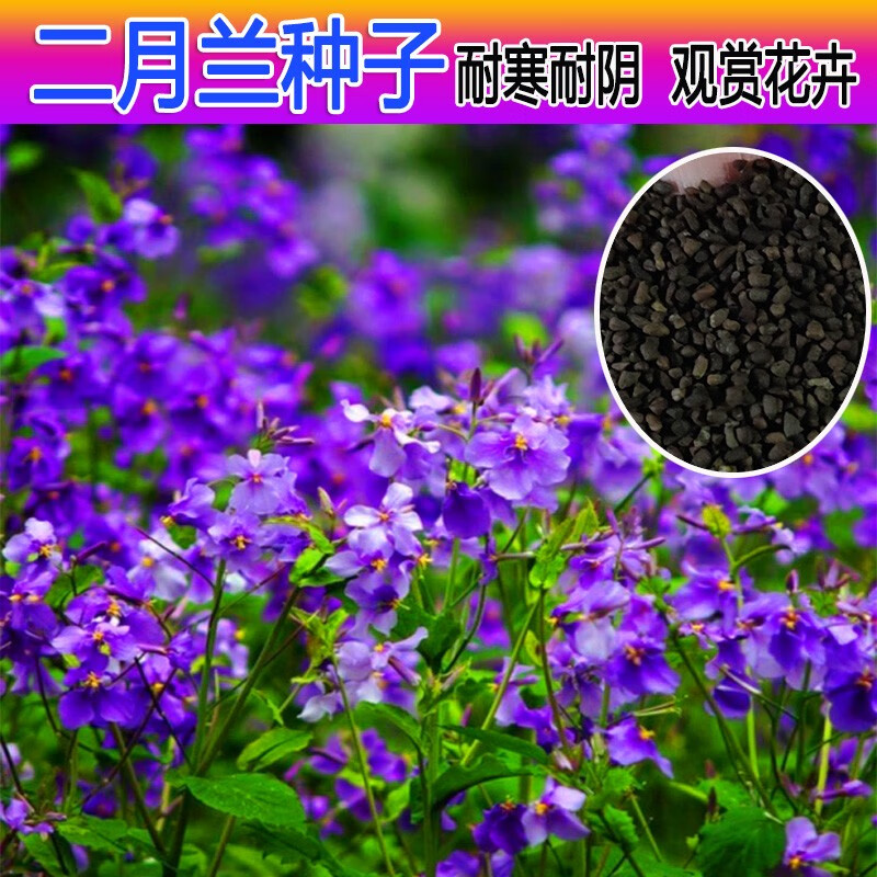 二月兰种子耐阴耐寒秋季播种景观绿化花种籽多年生宿根诸葛菜种子