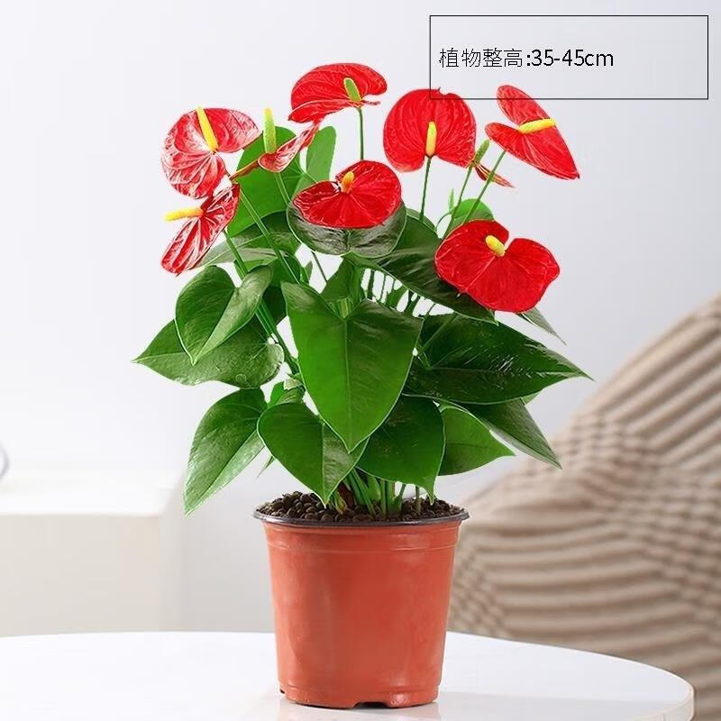 水培红掌白掌盆栽一帆风顺花卉植物室内好养绿植鸿运当头四季开花 【掌柜推荐】特级红掌7-10花(原盆)+营养液 含盆