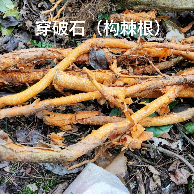 姒桀山里构棘树苗树桩穿破石盆栽庭院四季常青赏果绿植柘树 新鲜现挖
