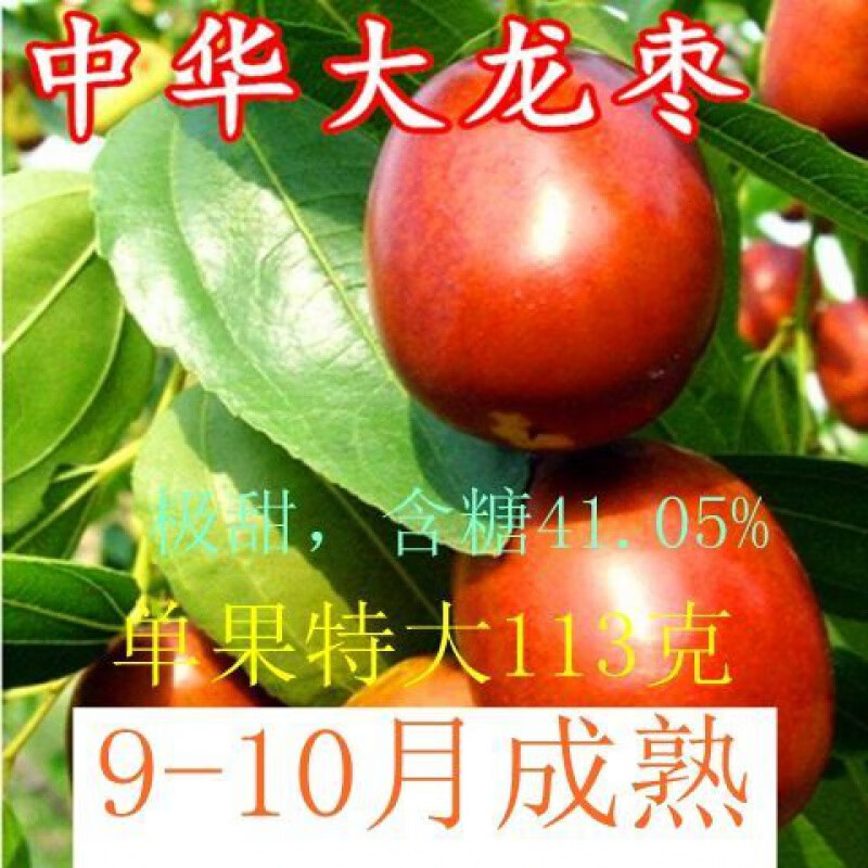博雅锟枣树苗新品种:中华大龙枣苗:嫁接枣子果苗当年结果:南方北方