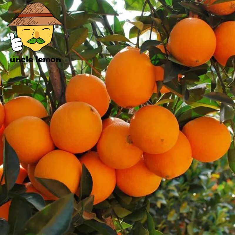 uncle lemon四川脐橙高山橙子手剥橙皮薄多汁不打蜡当季水果现摘新鲜 5斤超值装 大果(果径70MM以上)