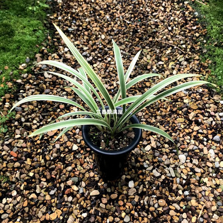 建兰峨嵋弦兰花艺草夏兰八大名品之一红芽艺高端名贵花卉绿植盆栽 1