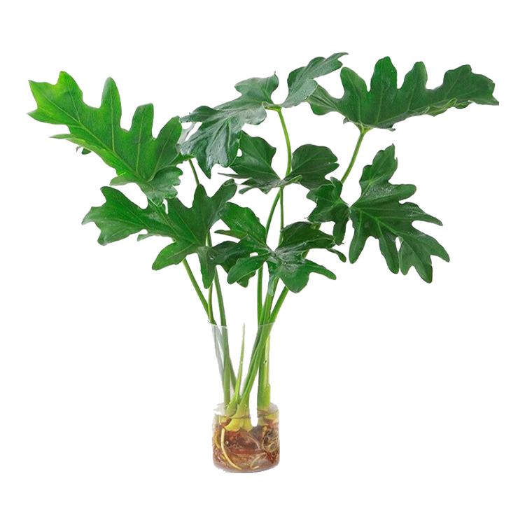 ���ڲ���������ˮ����ֲ�����辰�����Ҷֲ�ﴺ��3��30-35cm����ƿ Դͷֱ�� 15.8Ԫ