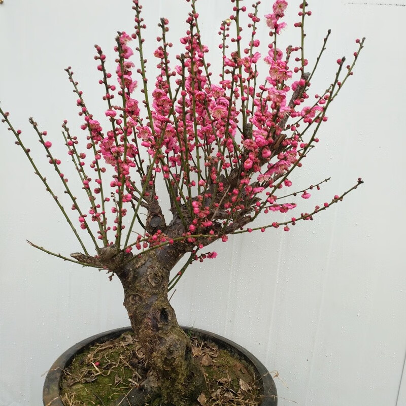 以琛莺歌燕舞【耐寒花卉】梅花盆栽老桩红梅腊梅盆景好养花卉耐寒植物