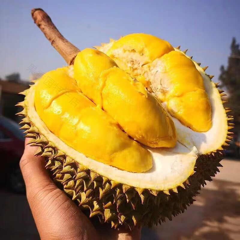 【A+级】泰国金枕榴莲整个新鲜带壳进口金枕14斤一箱榴莲30斤顺丰 金枕3-4斤【1个装】单果包3-4房