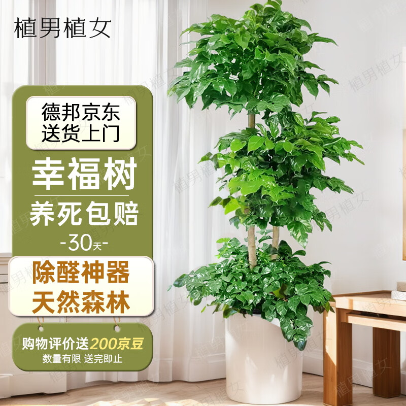 植男植女幸福树造型绿宝盆栽真绿植客厅室内大型绿植办公乔迁新居源头直发
