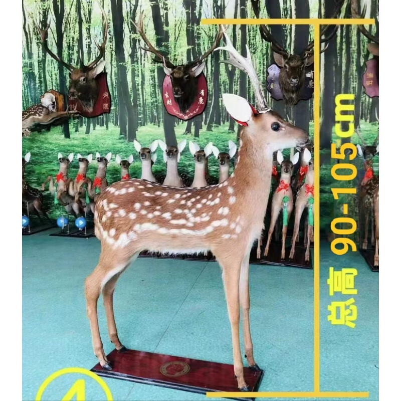 梅花鹿标本吉林梅花鹿模型真皮毛真鹿角鹿头挂件鹿头挂壁摆件 母 公鹿标本