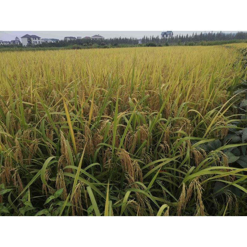 禾之润长粒香竹香茉莉香米水稻种子食味金奖猫牙浓香早中晚稻一斤杂交