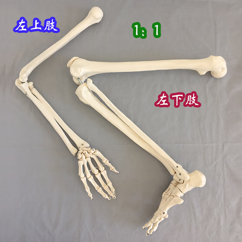 自然大上肢骨成人手臂下肢大腿骨脚掌模型人体骨骼指关节骨科仿真