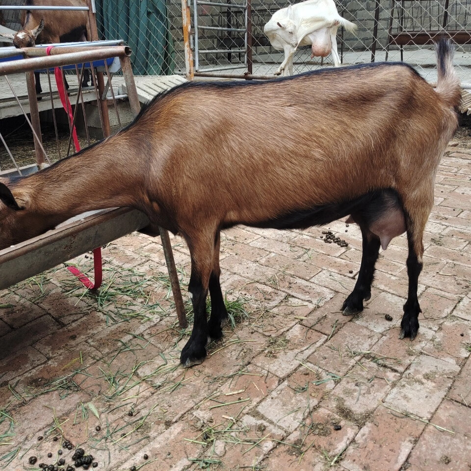 纯种红鹿奶山羊 红鹿羊羔 头胎怀孕红鹿奶山羊