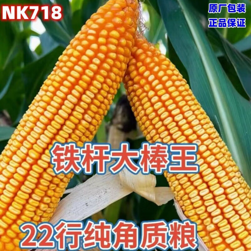 杆双胞胎白轴大棒稳产苞谷 原装(2斤)种7分地 双胞胎抗锈升级版(718)