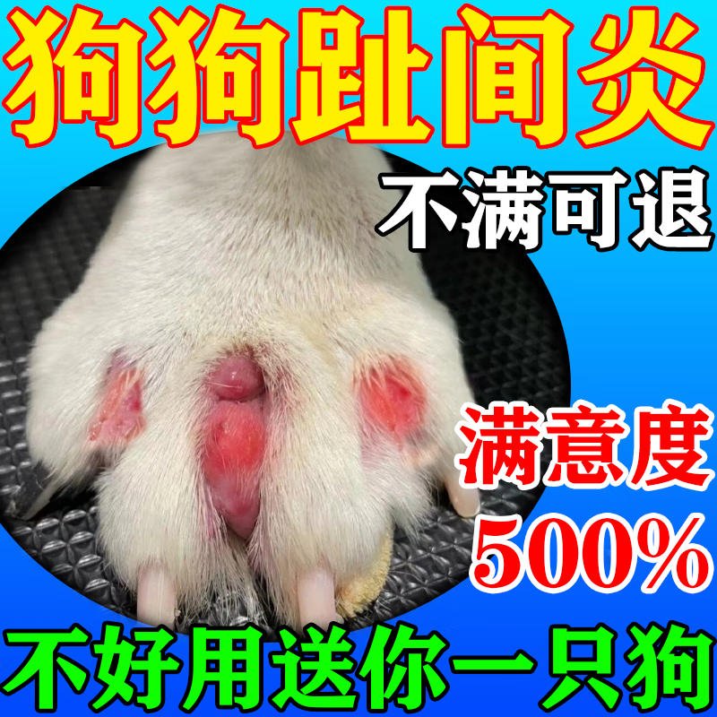 狗狗趾间炎脚趾炎狗爪子发炎真菌感染红肿溃烂反复舔舐脓包流脓行动