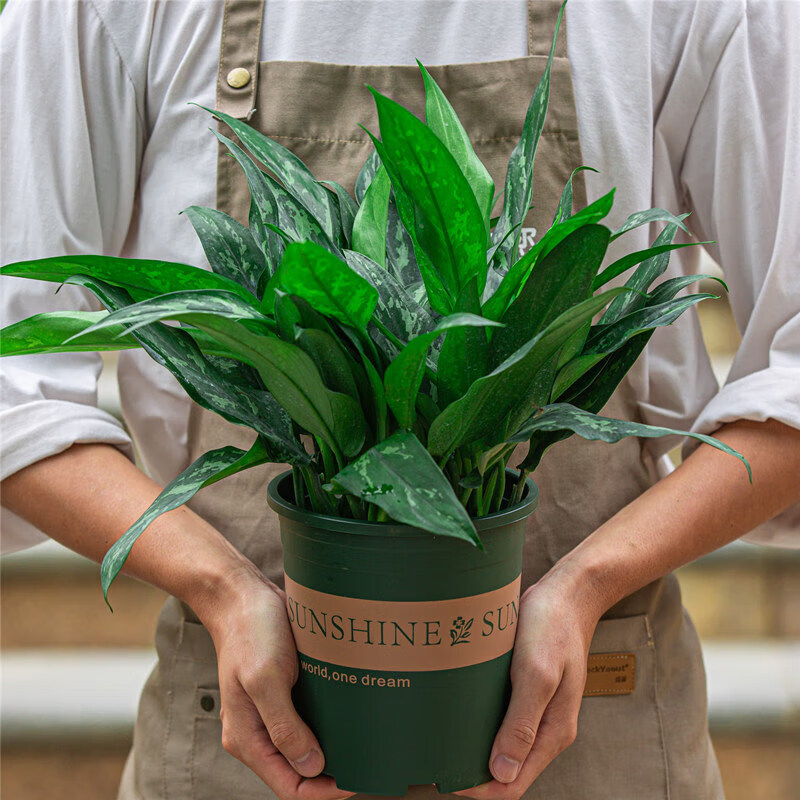 万年青盆栽四季常青室内客厅卧室净化空气好养植物观叶绿植 黑美人 带