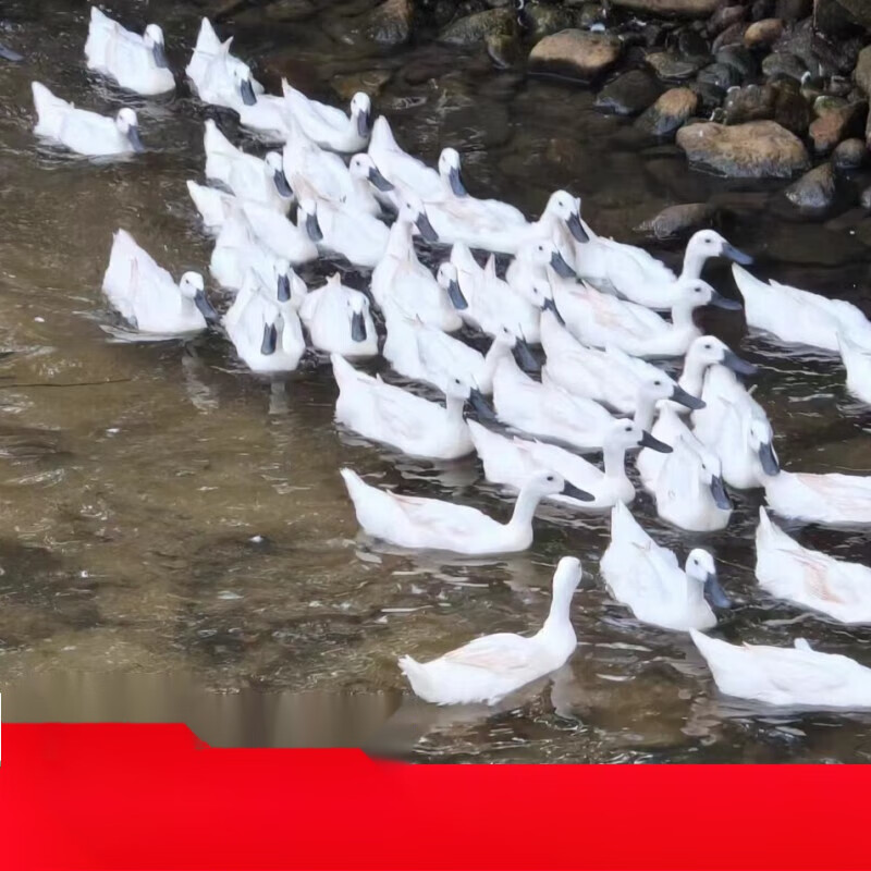 正宗连城白鸭农家散养三年老鸭土鸭子白鹜鸭肉整只活体现杀白鹭鸭 1