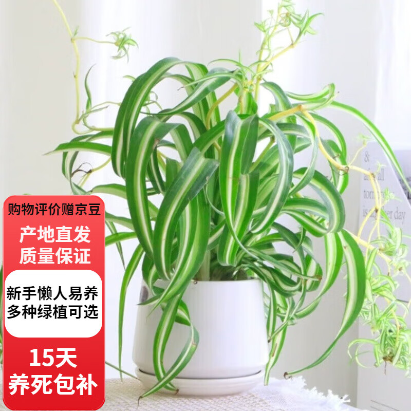 欧芽金边吊兰盆栽卷发女郎青叶金心垂吊植物室内绿植花卉 卷发吊兰单发植物[不含盆]