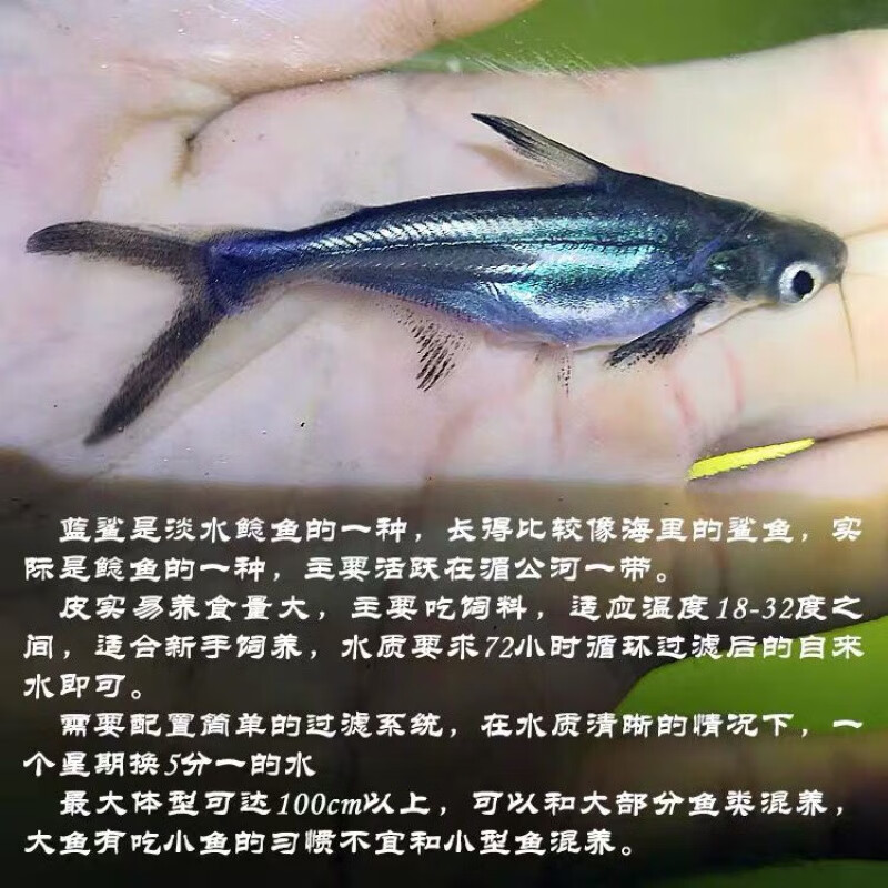 鲨鱼活鱼蓝鲨鲨鱼活鱼活体热带观赏鱼家养宠物小鲨鱼淡水 6-8厘米五条