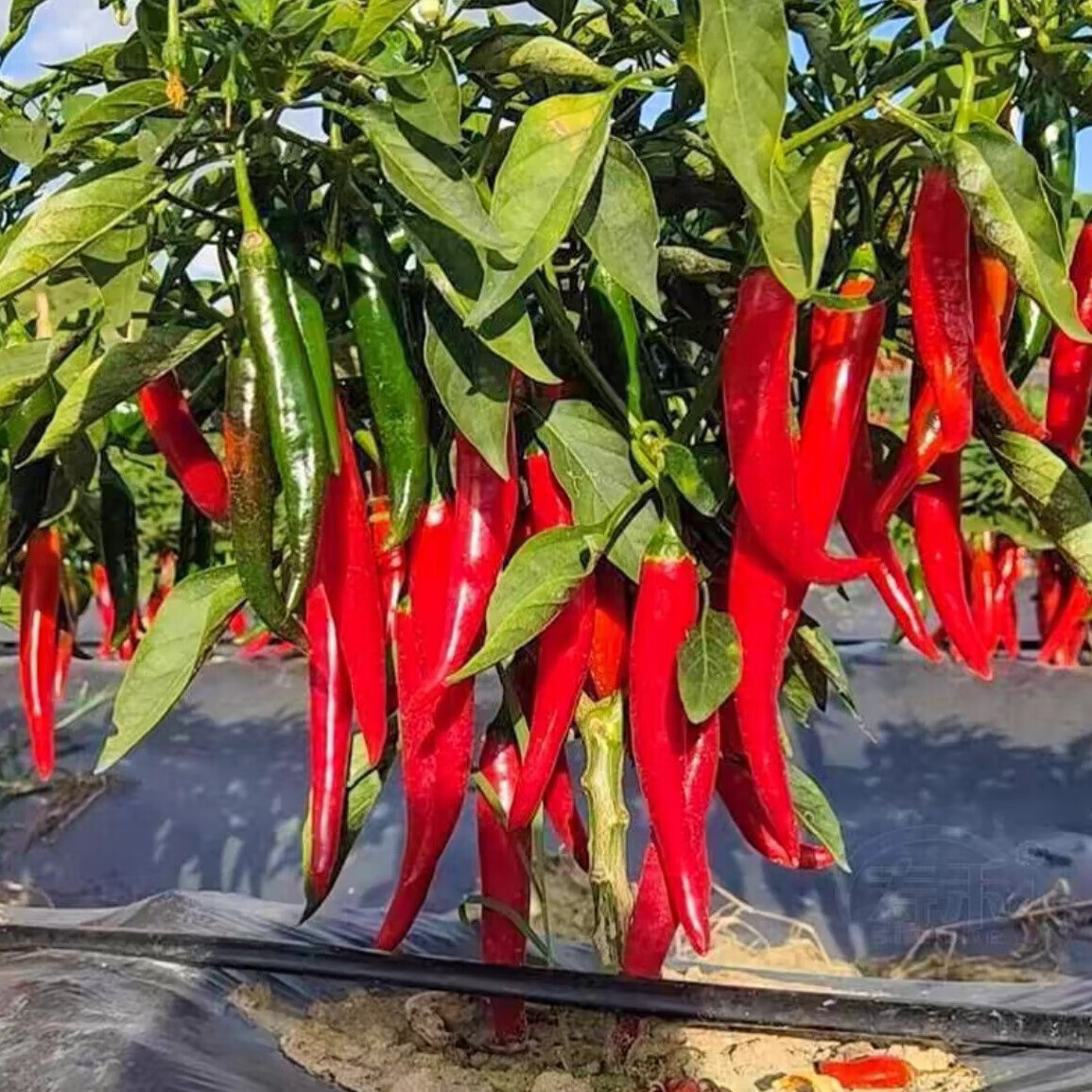 ����ȯ:���˽����� 1��